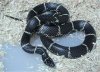 Lampropeltis_getula_getula.jpg