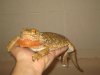 pogona macho reprod red.JPG