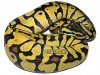 enchi-lemon.pastel-co-dominant.jpg