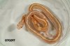 Striped Butter Motley Corn Snake.jpg