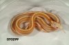 Striped Butter Motley Corn Snake   070299f.jpg