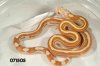 Striped Butter Motley Corn Snake   071505f.jpg