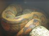 annulatedboa.jpg