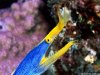 ribbon_moray_-_rhinomuraena_quaesita_-_geister-muraene_00.jpg