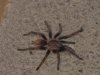 Tarantula.jpg