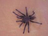 Tarantula_1.jpg