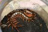 Scolopendra subpinipes.jpg