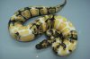 BallPythonMorph.jpg