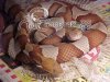 Agkistrodon contortrix.jpg