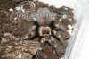 Brachypelma auratum.JPG