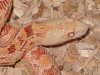 pituophis catenifer affinis  albina cabeza.jpg