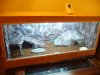 terrario pogona.JPG