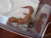 Fotos de gecko 026.JPG