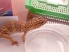 Fotos de gecko 029.JPG