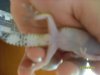 geckos leopardo 009.jpg