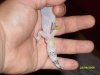 geckos leopardo2 005.jpg