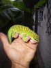 phelsuma.jpg