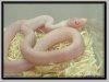 ghost het blizard x ghost het blizzard (Amel + Anery + Charcoal + Hypo).jpf.jpg