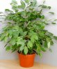 ficus benjamina.jpg