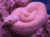 Crotalus atrox (albino).jpg