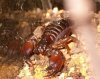 escorpio maurus fuscus.JPG