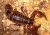 escorpio maurus fuscus 2.JPG