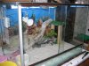 terrario pogona 1 redu.JPG