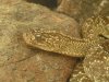 Crotalus vegrandis.JPG