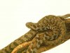 Vipera wagneri.JPG
