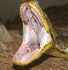 Retic_yawn.jpg