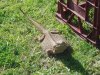 pogona2.JPG