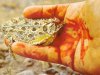 Phrynosoma_blood.jpg