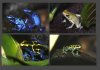 Web Dendrobates taula1b.jpg