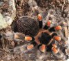 smithi.jpg