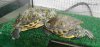 trachemys escripta.JPG