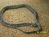 morelia spilota spilota.jpg