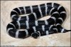 Lampropeltis zonata multicincta.jpg