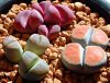 lithops 2.jpg