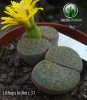 lithops-lesliei-c31.jpg