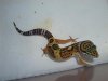gecko4.JPG