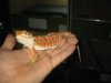 pogona blood red.JPG