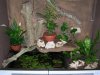 terrario19.JPG