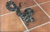 boaconstrictorlongicauda1.jpg