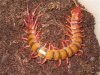 scolopendra malasya cherry red (Small).jpg