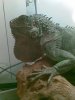 Iguana.jpg
