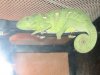 camaleon_001.jpg