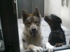 dogs 001.jpg