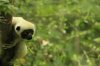 sifaka.jpg