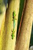 phelsuma lineatus.jpg