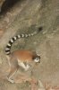 lemur cua anillada.jpg